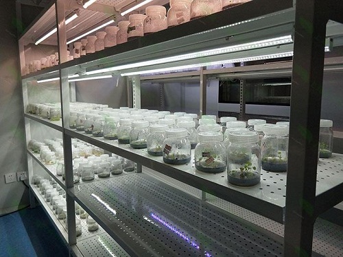 邯郸植物组织培养实验室设计建设方案